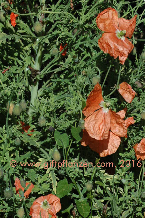 Kaukasischer Mohn (Papaver monanthum)