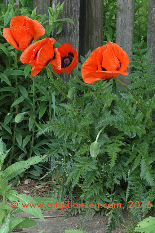 T�rkenmohn (Papaver orientale)
