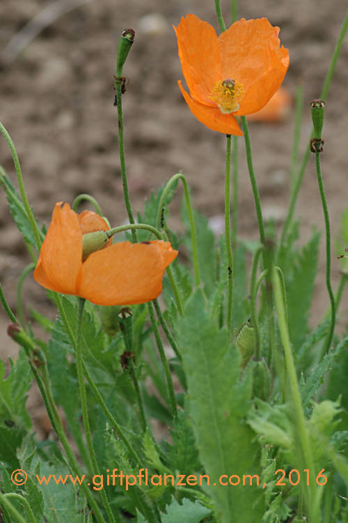 Behaarter Mohn (Papaver pilosum)