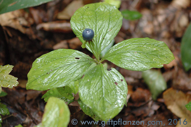 Vierblttrige Einbeere (Paris quadrifolia)