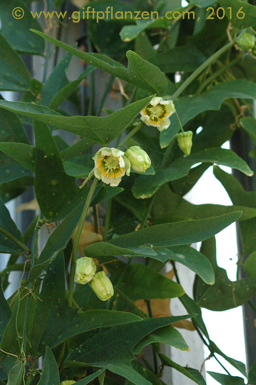 Prchenbltige Passionsblume (Passiflora biflora)