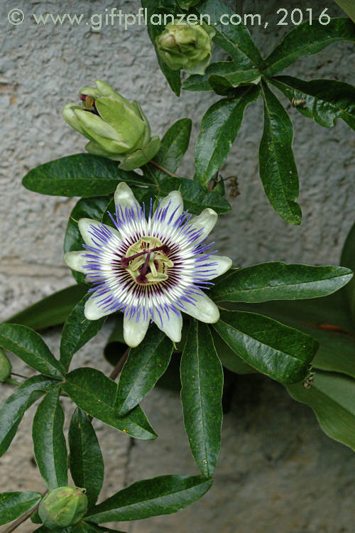 Blaue Passionsblume (Passiflora caerulea)