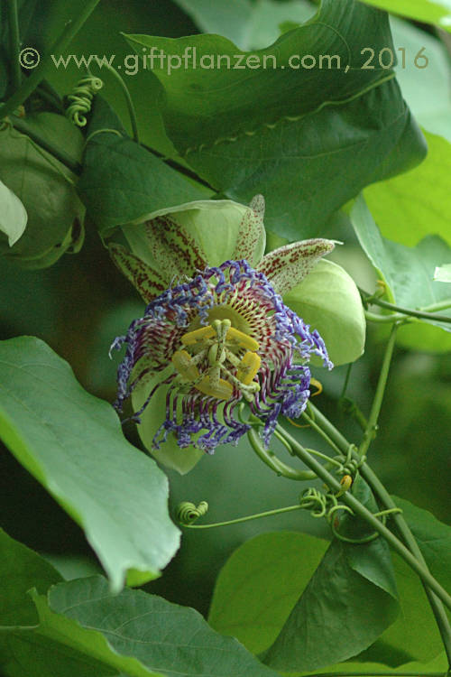 Guatemaltekische Passionsblume (Passiflora platyloba)
