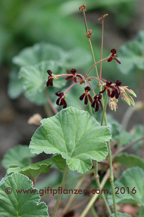 Umckaloabo Pelargonium sidoides