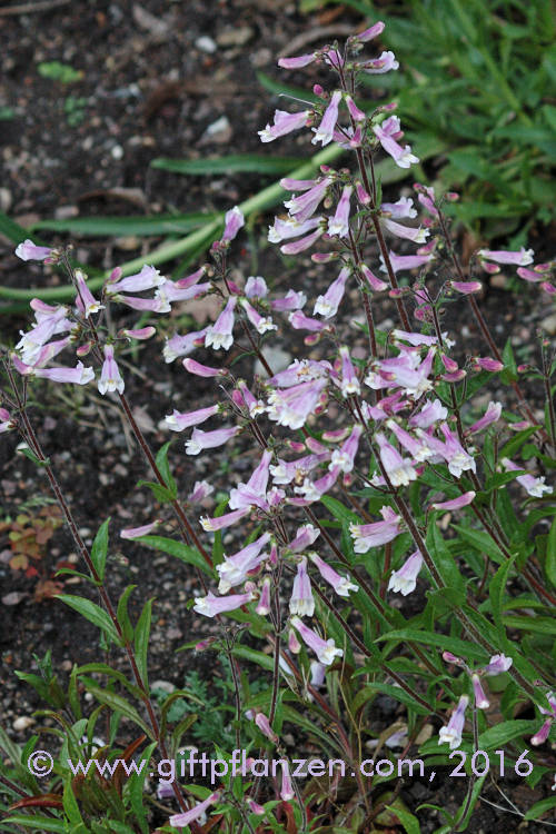 Rauhhaariger Zwergbartfaden Penstemon hirsutus