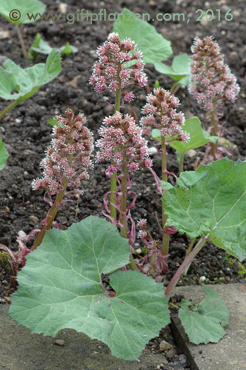 Pestwurz (Petasites hybridus)