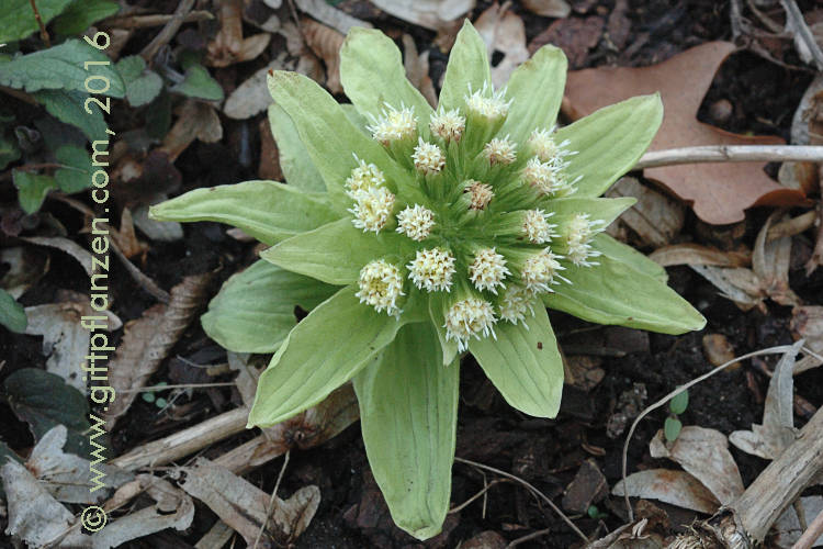 Asiatische Pestwurz (Petasites japonicus)