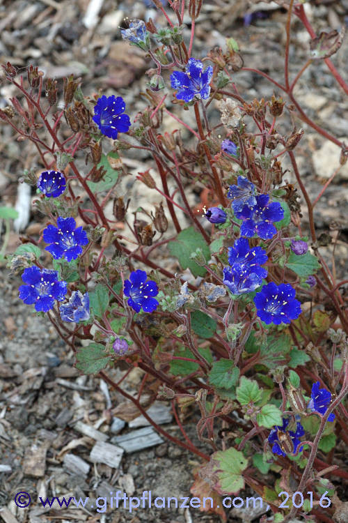 Phacelia campanularia Blaues Wunder