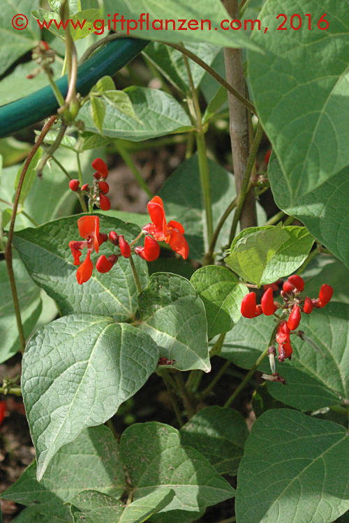 Feuerbohne (Phaseolus coccineus)