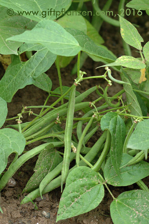 Gartenbohne (Phaseolus vulgaris)
