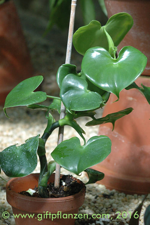 Kleinblättriger Philodendron (Philodendron grazielae)