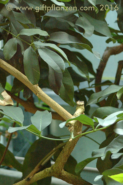 Paraguay-Jaborandi (Pilocarpus pennatifolius)