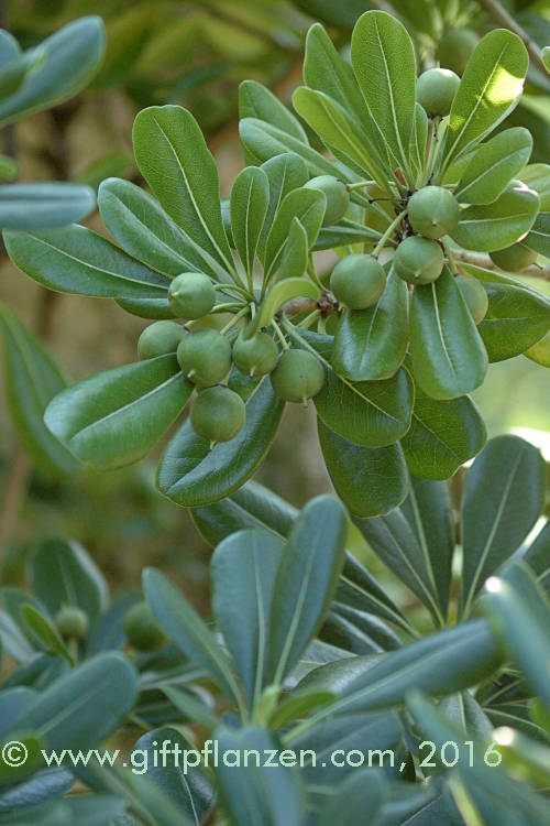 Chinesischer Klebsame Pittosporum tobira