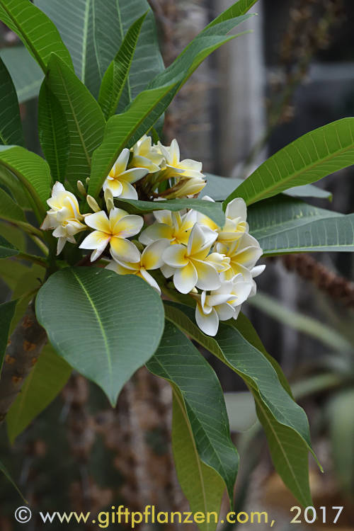 Westindische Frangipani (Plumeria alba)