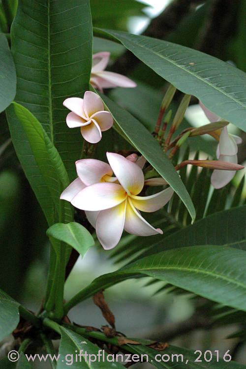 Tempelbaum (Plumeria rubra)