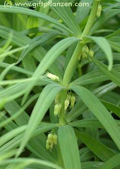 Quirlblttrige Weiwurz (Polygonatum verticillatum)