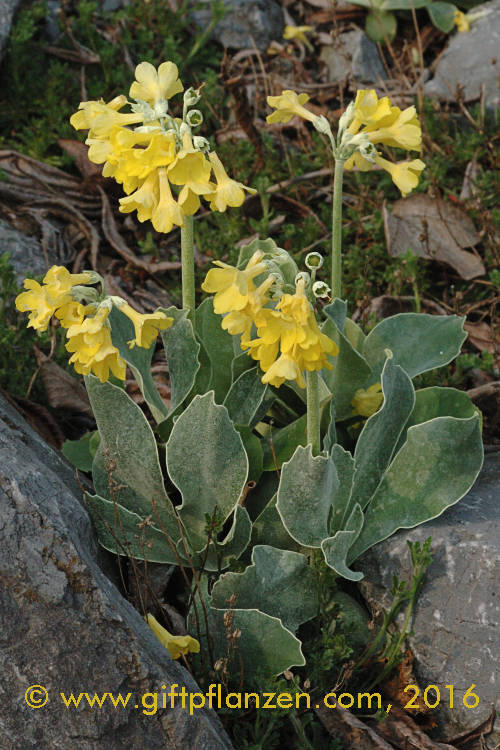 Alpenaurikel (Primula auricula)