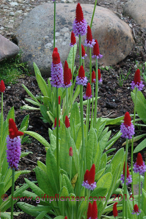 Orchideenprimel (Primula vialii)