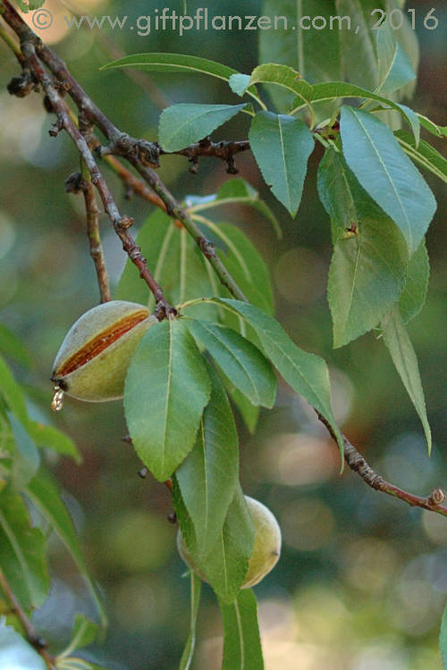 Bittermandel (Prunus dulcis var. amara)