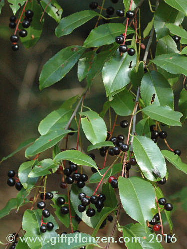 Spte Traubenkirsche (Prunus serotina)