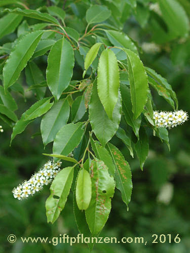 Spte Traubenkirsche (Prunus serotina)