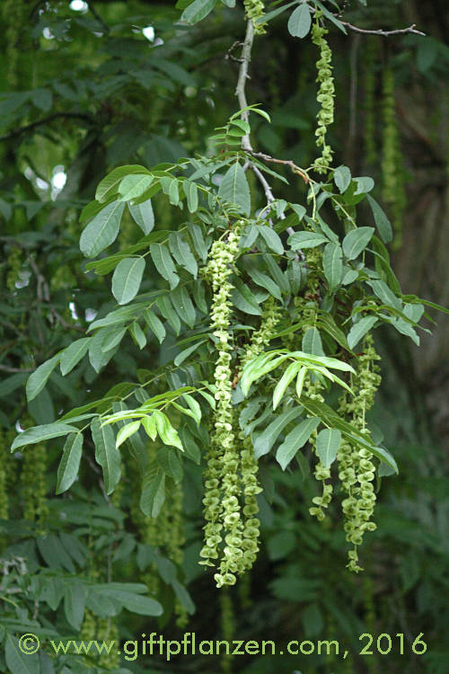 Kaukasische Flügelnuß (Pterocarya fraxinifolia)