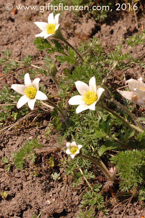 Kaukasische Kchenschelle (Pulsatilla albana)