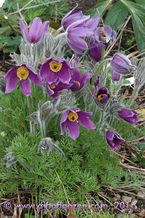 Gemeine Kchenschelle (Pulsatilla vulgaris)