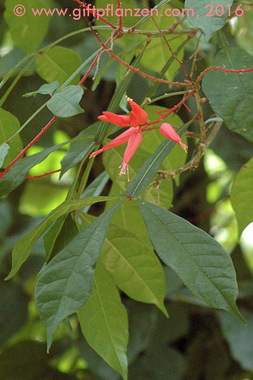 Bitterholzbaum (Quassia amara)