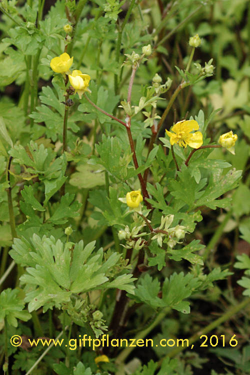 Knolliger Hahnenfu (Ranunculus bulbosus)