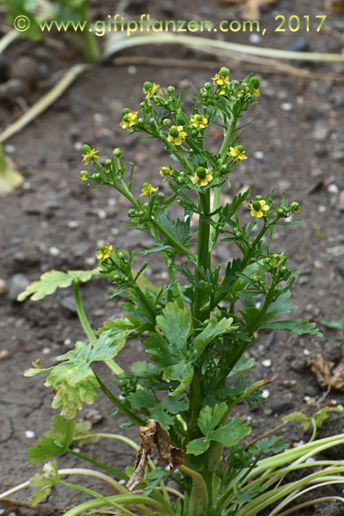 Gifthahnenfu (Ranunculus sceleratus)