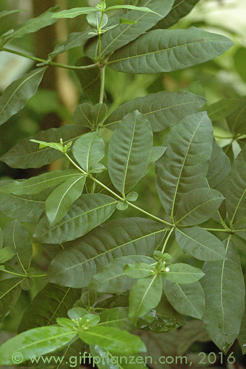 Vierblättriger Teufelspfeffer (Rauvolfia tetraphylla)