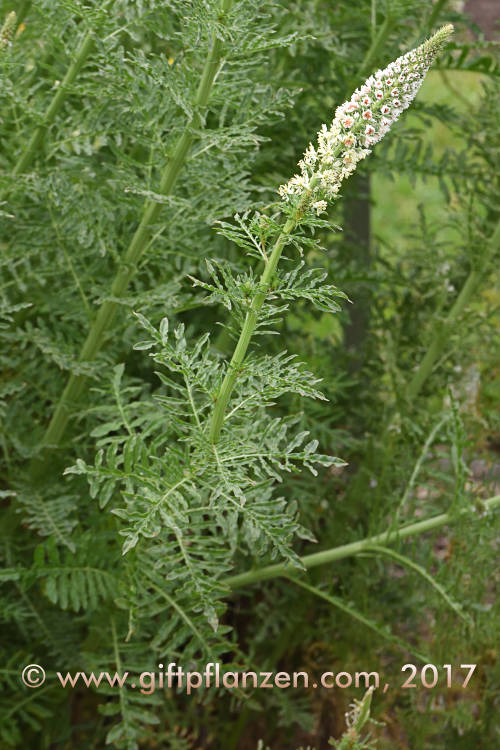 Weie Resede (Reseda alba)