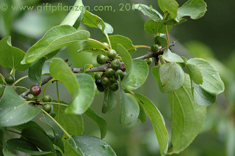 Purgier-Kreuzdorn (Rhamnus catharticus)