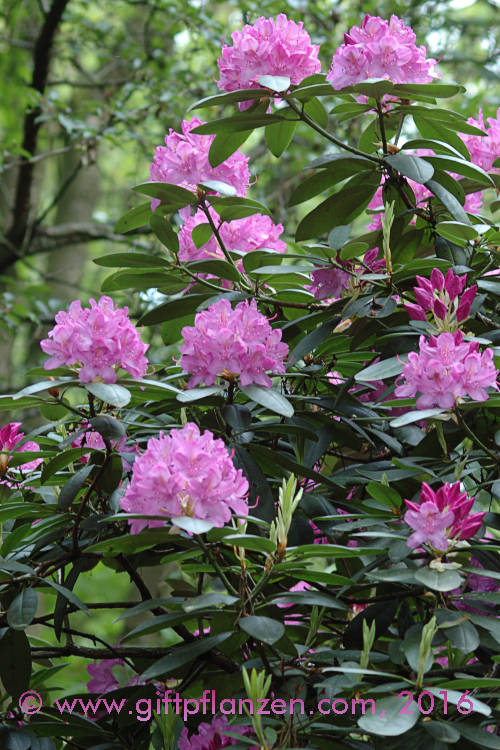 Rhododendron (Rhododendron catawbiense)