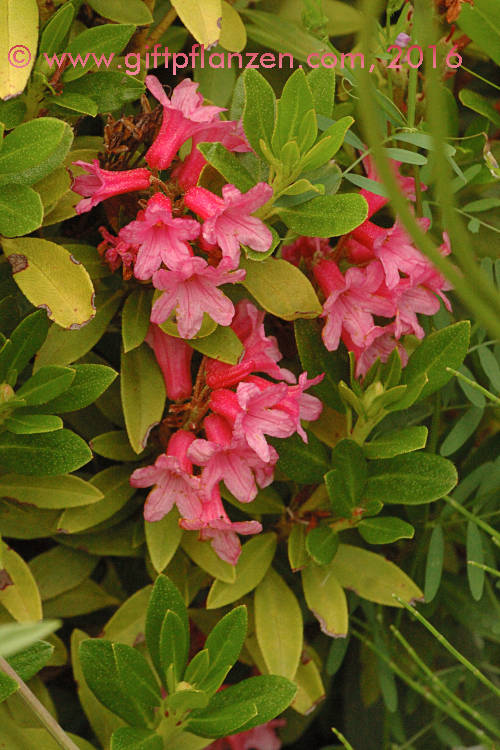 Rostblttrige Alpenrose (Rhododendron ferrugineum)