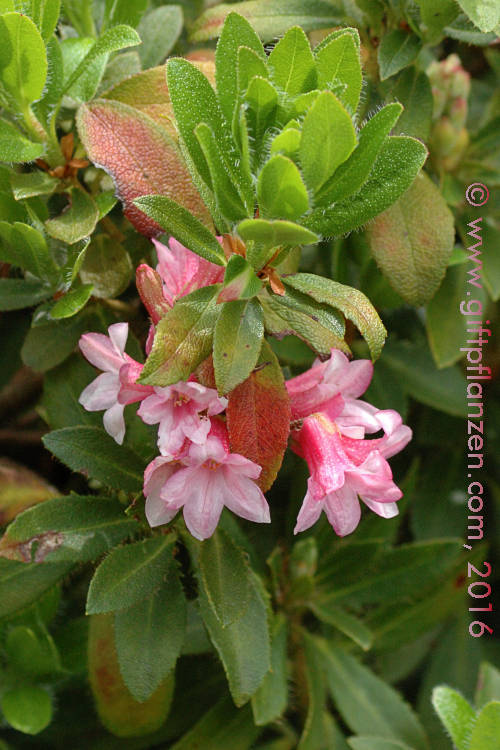 Bewimperte Alpenrose (Rhododendron hirsutum)