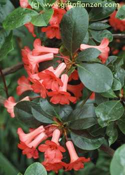 Australischer Rhododendron