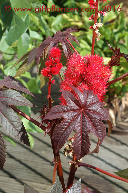 Rizinusstaude (Ricinus communis)