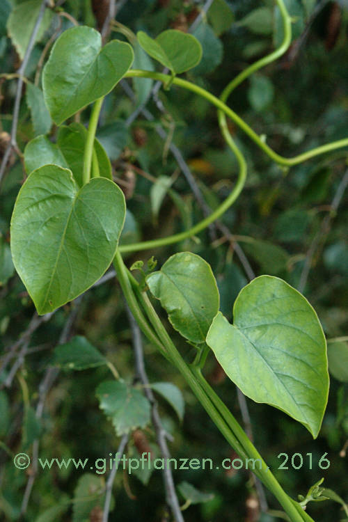 Ololiuqui (Rivea corymbosa)