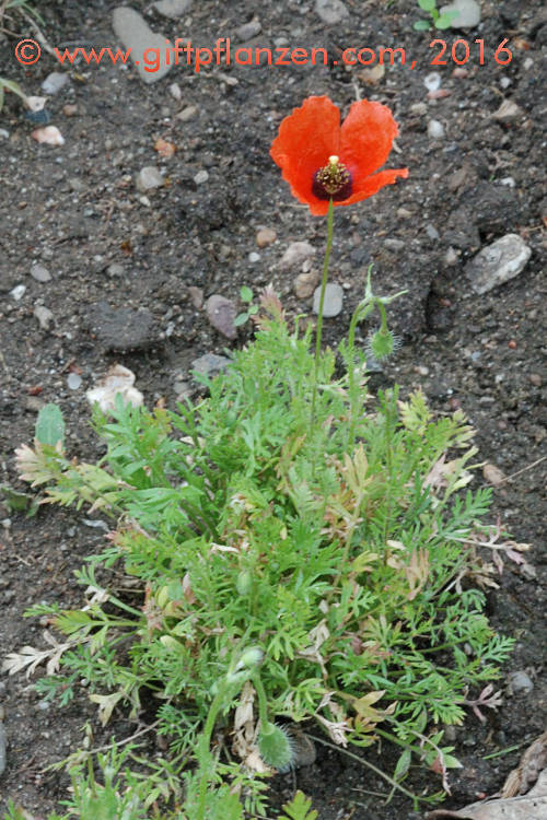 Asiatischer Tpfelmohn (Roemeria refracta)