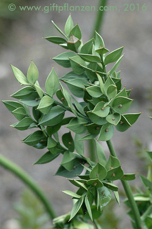 Stechender Musedorn (Ruscus aculeatus)