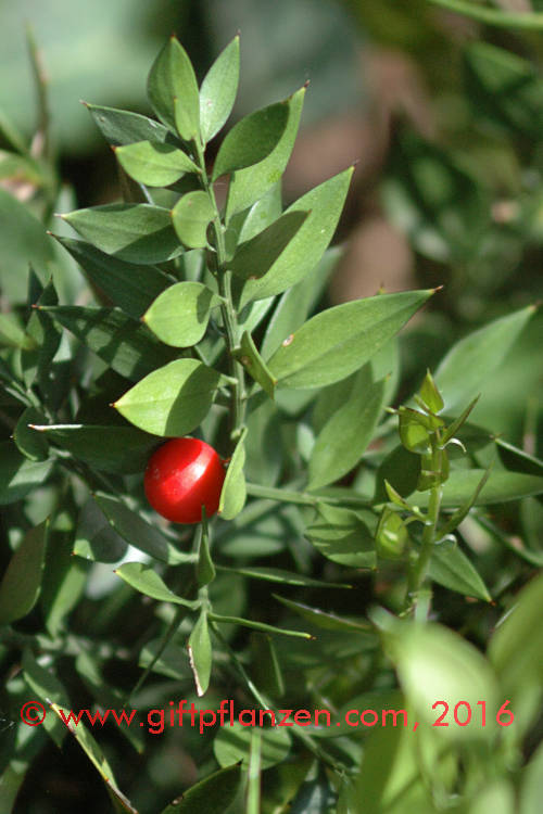 Zungenmusedorn (Ruscus hypoglossum)