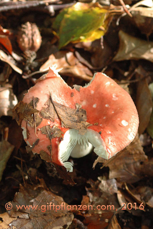 Speitubling (Russula emetica)