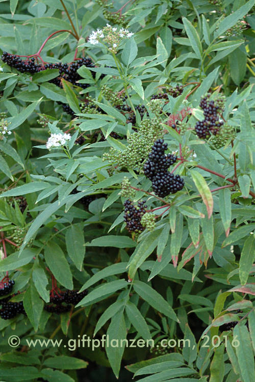 Attich (Sambucus ebulus)