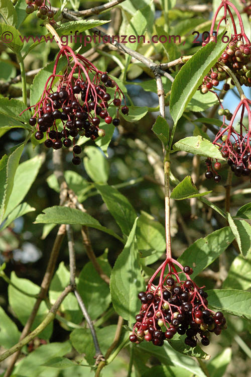 Schwarzer Holunder (Sambucus nigra)