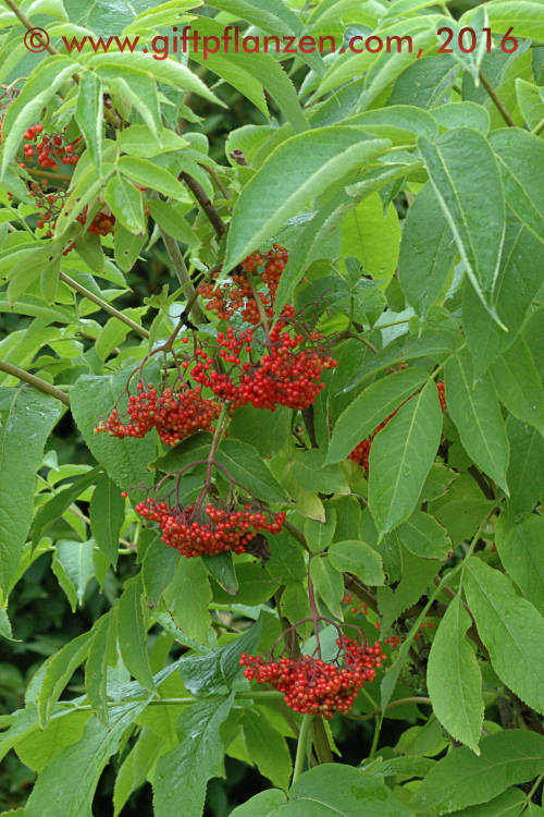 Japanischer Holunder (Sambucus sieboldiana)