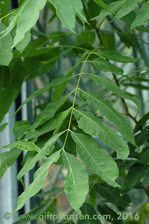 Waschnußbaum (Sapindus mukorossi)