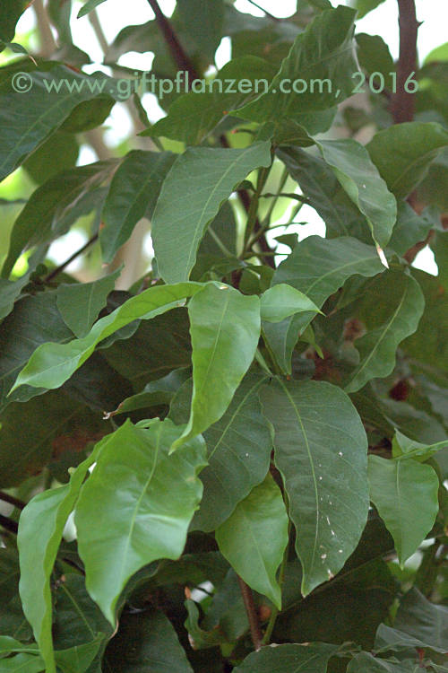Westlicher Seifenbaum (Sapindus saponaria) im GIFTPFLANZEN