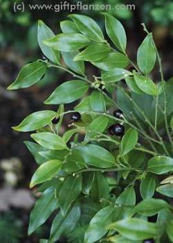 Duftende Fleischbeere